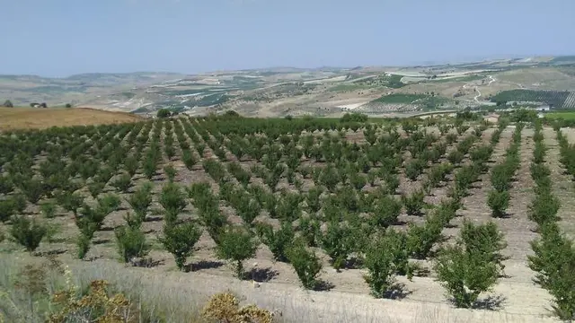 C.da Milinciana, Butera, (Caltanissetta)