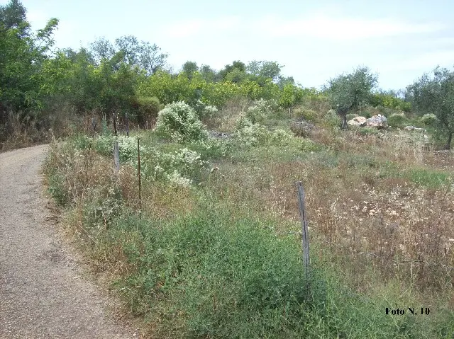 località “San Pietro”, località “San Pietro”, snc, Carpino, (Foggia)