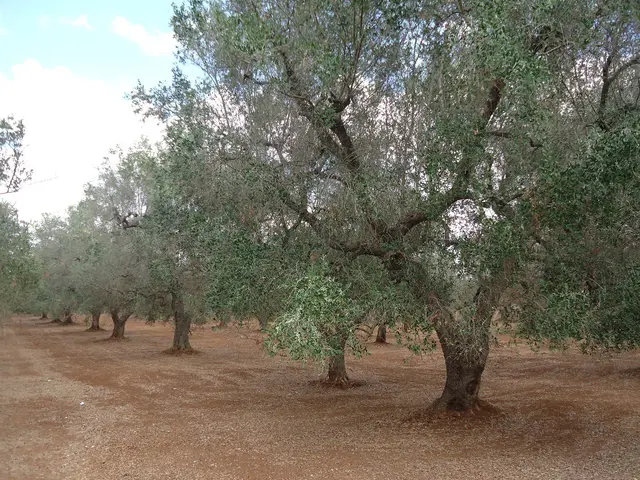 Contrada Arciprete  snc, Torre Santa Susanna, (Brindisi)