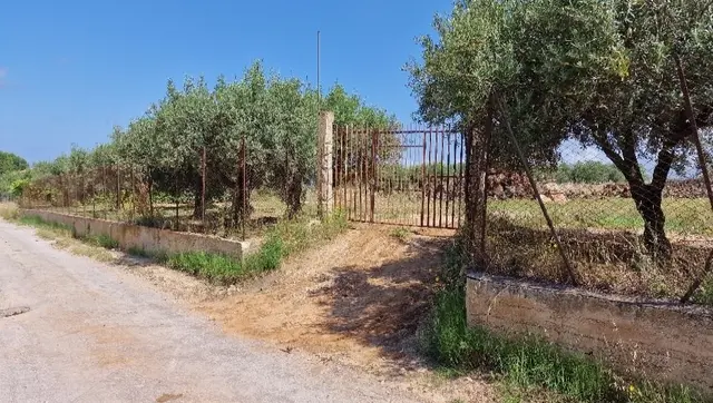 C.da Margi Soprano, Partinico, (Palermo)