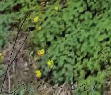 contrada Cavalera, località Monte Tauro, Augusta, (Siracusa)