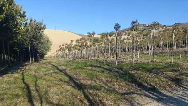 c.da Fiorano, Ripatransone, (Ascoli Piceno)