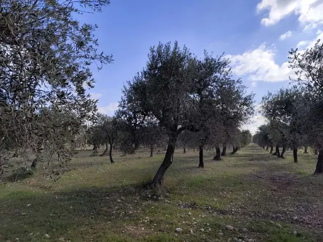 Localita' Polveracchio, San Giovanni Rotondo, (Foggia)