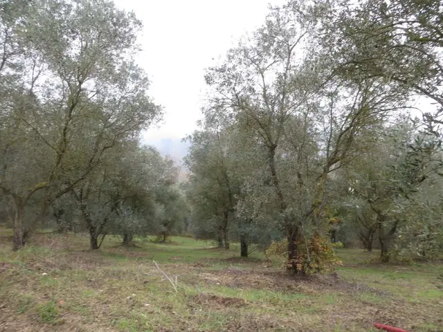 Via Bosco Lupino, 82010 San Giorgio del Sannio BN, Italia, San Giorgio del Sannio, (Benevento)